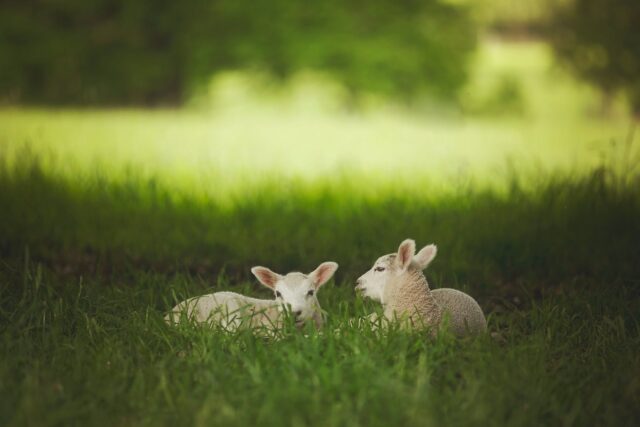 photo of lambs sitting on the grass